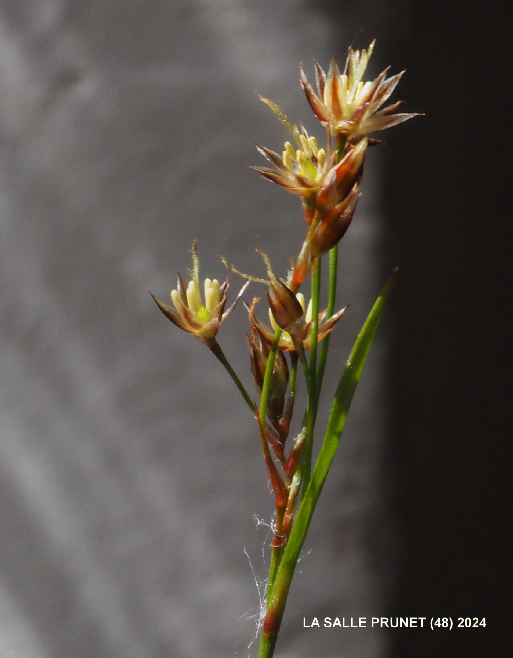 Woodrush, Field flower